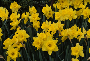 Narcissus 'King Alfred'