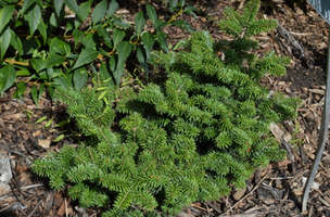 Abies balsamea 'Nana'