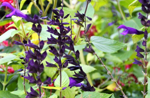 Salvia 'Amistad'