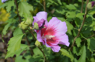 Hibiscus syriacus 'Purple Pillar'