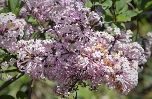 Syringa julianae 'Red Pixie'