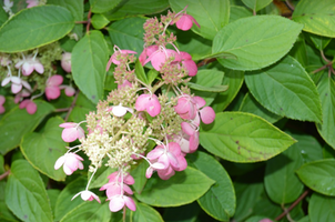 Hydrangea paniculata 'Angel's Blush'