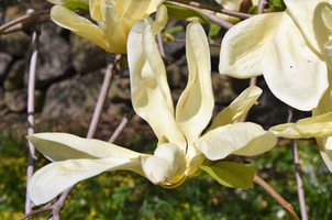 Magnolia 'Elizabeth'