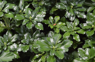 Pachysandra terminalis 'Green Sheen'