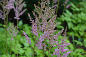 Astilbe chinensis 'Little Visions In Pink'