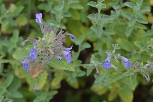 Calamintha nepeta