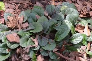 Ajuga reptans 'Catlin's Giant'