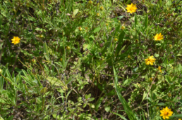 Coreopsis pubescens 'Sunshine Superman'