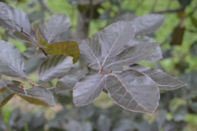 Fagus sylvatica 'Riversii'