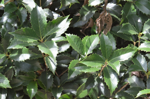 Osmanthus heterophyllus