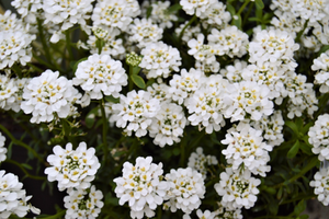 Iberis sempervirens 'Alexander's White'