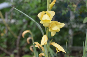 Gladiolus (group)