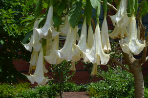 Brugmansia suaveolens