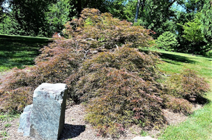 Acer palmatum var. dissectum 'Ever red'