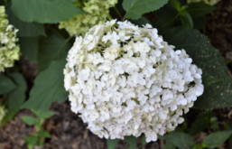 Hydrangea arborescens 'Annabelle'