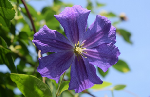 Clematis 'Perele d'Azur'