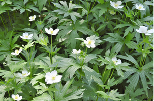 Anemone canadensis