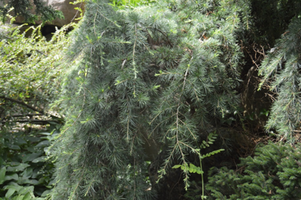 Cedrus libani 'Sargentii'