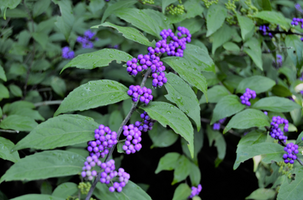 Callicarpa americana