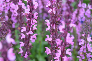 Salvia nemorosa 'New Dimension Blue'