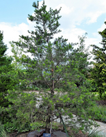 Pinus virginiana