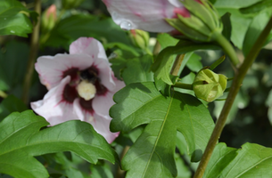 Hibiscus syriacus 'Mineru'