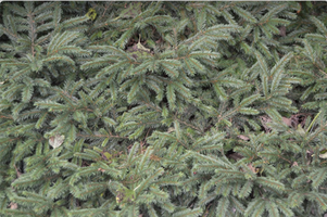 Picea abies 'Pumila'