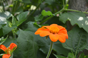 Tithonia rotundifolia 'Torch'