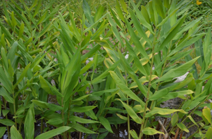 Hedychium coronarium