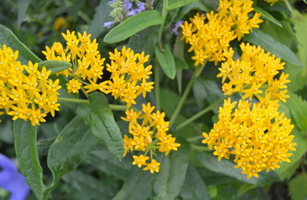 Asclepias tuberosa 'Hello Yellow'