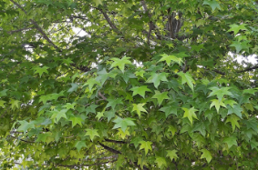 Liquidambar styraciflua