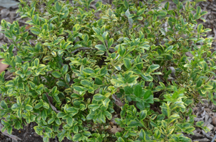 Buxus microphylla var koreana 'Wedding Ring'