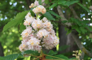 Aesculus hippocastanum