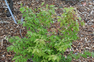 Euonymus alatus 'Velvet Blazar'