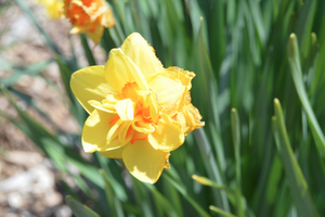 Narcissus 'Tamar Fire'