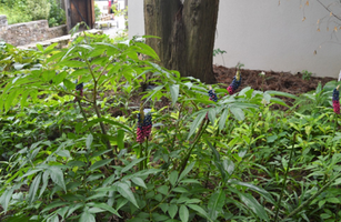 Amorphophallus kiusianus