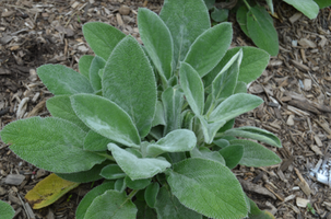 Stachys byzantina 'Helen von Stein'