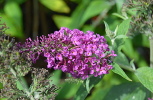 Buddleja davidii 'Royal Red'