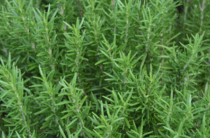 Rosmarinus officinalis