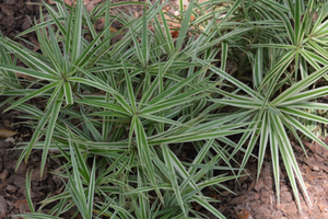 Carex phyllocephala 'Sparkler'