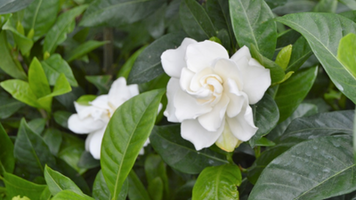 Gardenia jasminoides 'Four Seasons'