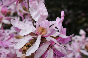 Magnolia stellata 'Rubra'