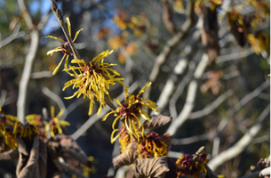 Hamamelis × intermedia 'Harry'