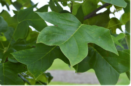 Liriodendron tulipifera