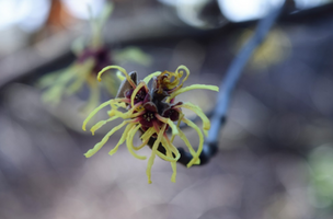 Hamamelis × intermedia 'Pallida'