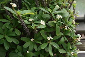 Euphorbia milii