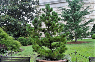 Pinus parviflora 'Ara Kawa'