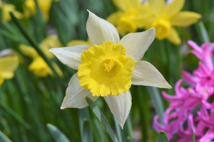 Narcissus 'Topolino'