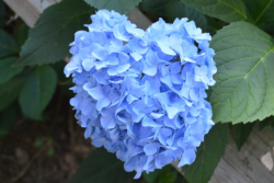 Hydrangea macrophylla