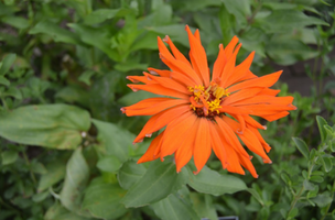 Zinnia elegans 'Inca'